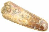 Fossil Spinosaurus Tooth - Real Dinosaur Tooth #245102-1